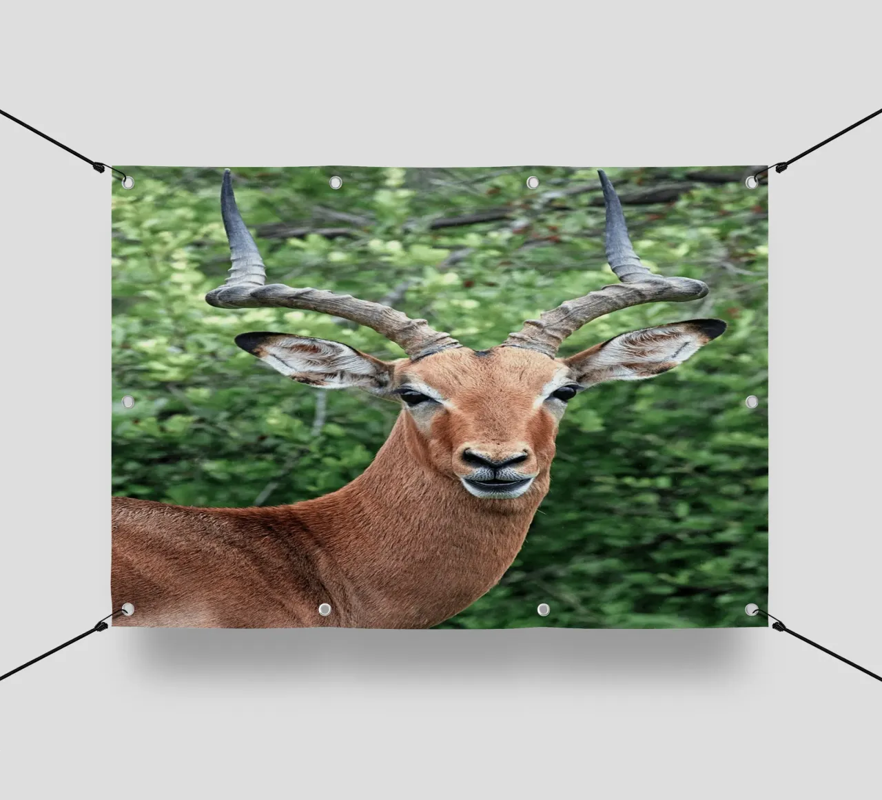 Un'impressionante antilope con corna impressionanti telo in pvc da The Herringstore