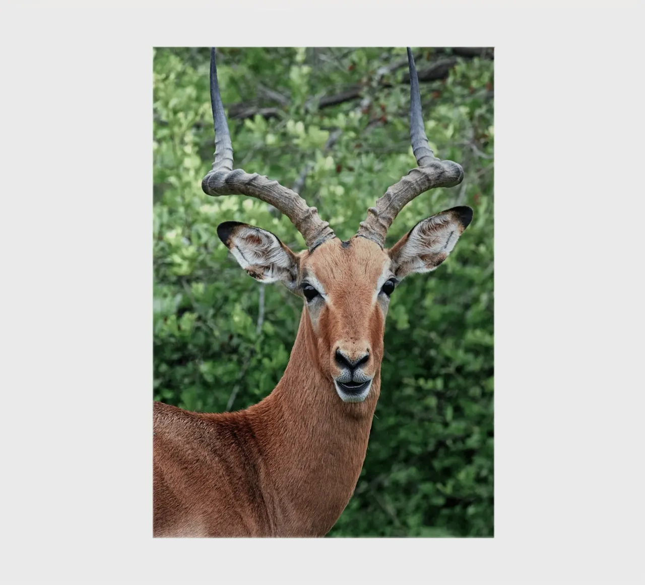 Impressive Antelope with Striking Horns notebook by The Herringstore