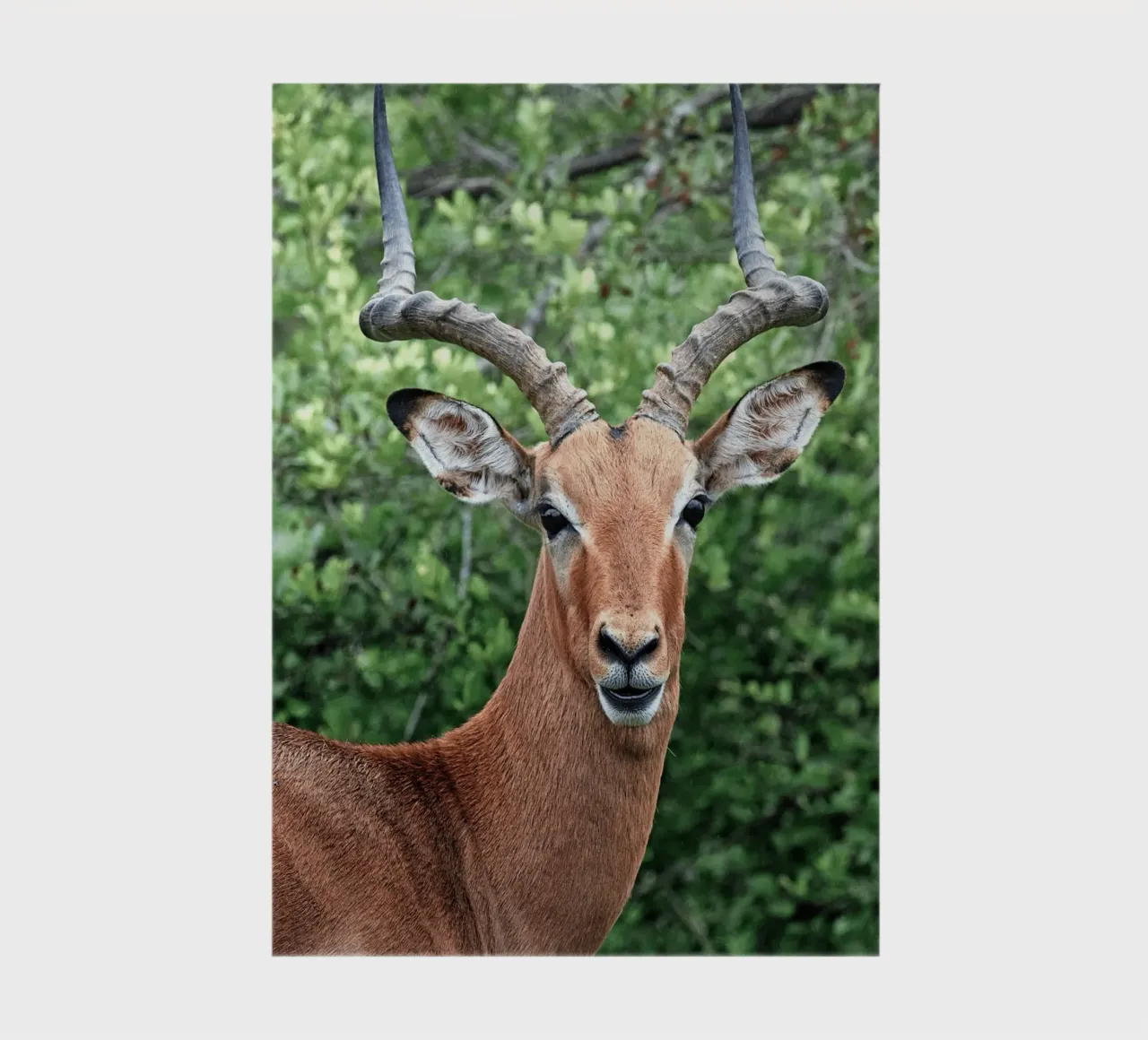 Impressive Antelope with Striking Horns notebook by The Herringstore