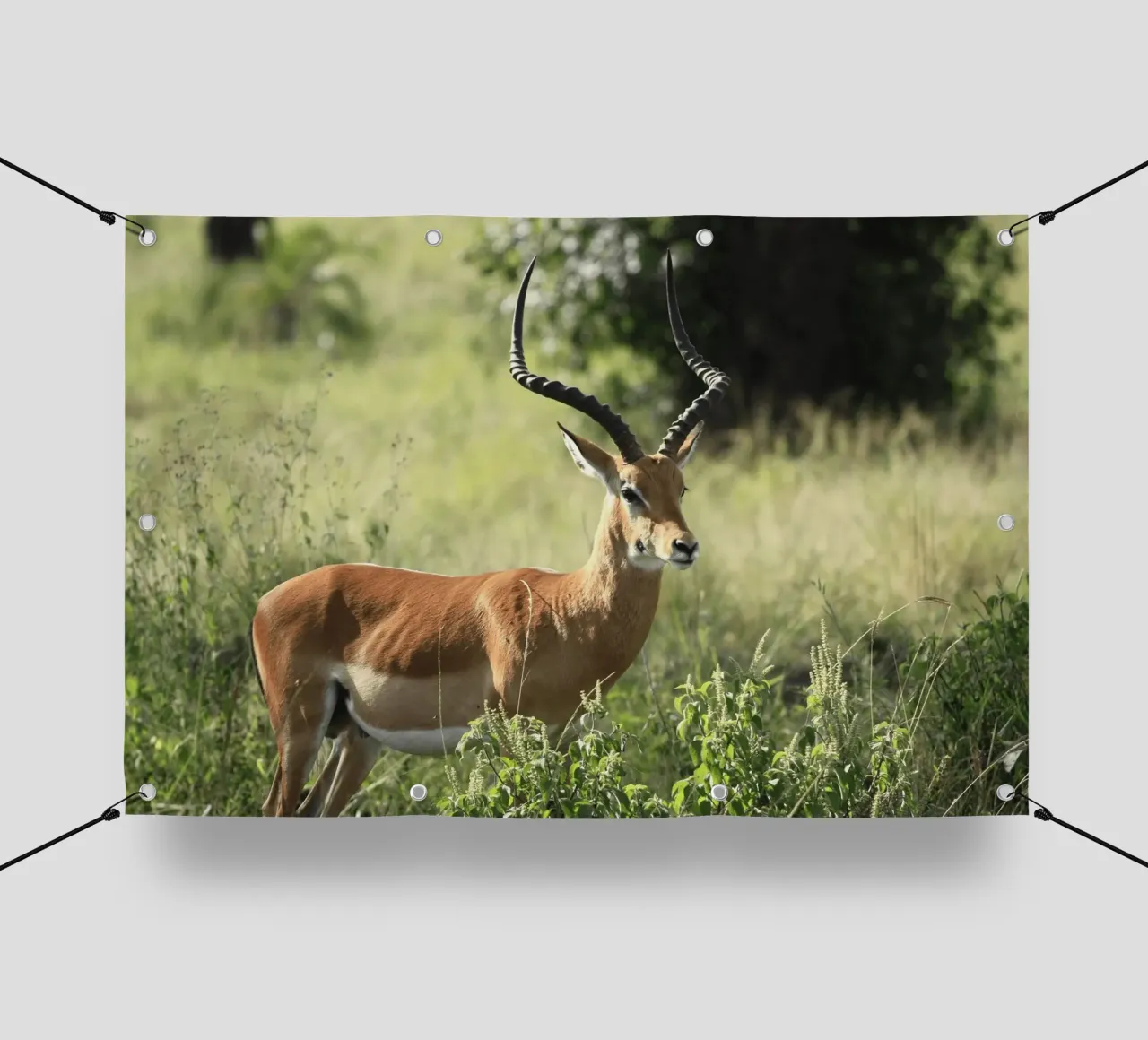 Uno splendido Impala si trova in mezzo a un'erba lussureggiante telo in pvc da The Herringstore