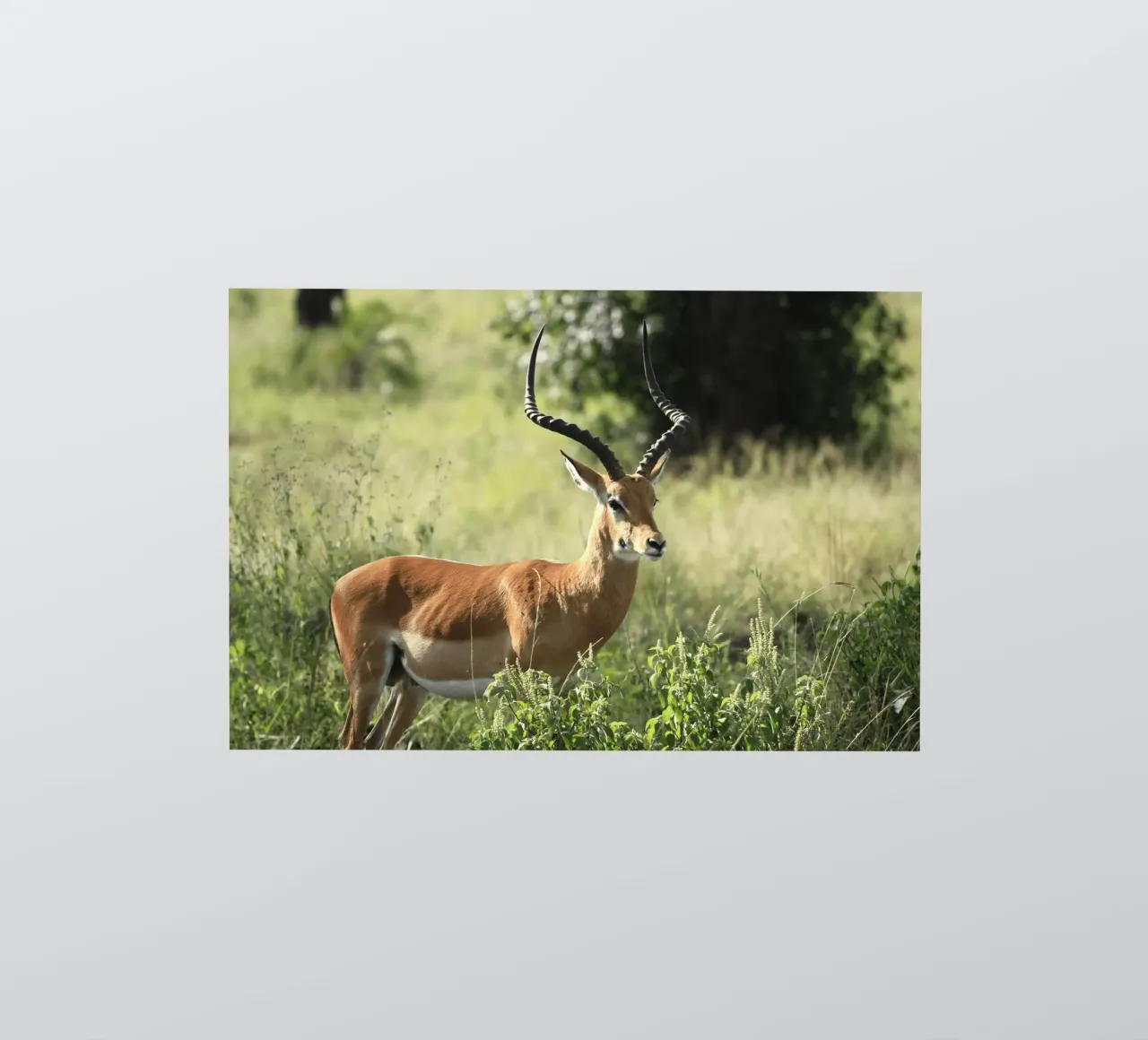 Uno splendido Impala si trova in mezzo a un'erba lussureggiante adesivo da The Herringstore