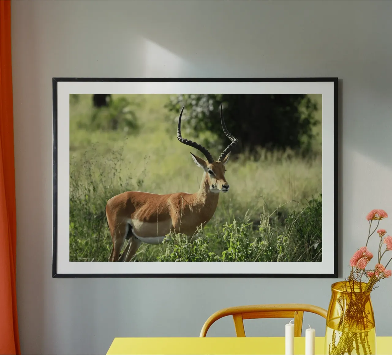 Uno splendido Impala si trova in mezzo a un'erba lussureggiante poster con telaio in alluminio da The Herringstore