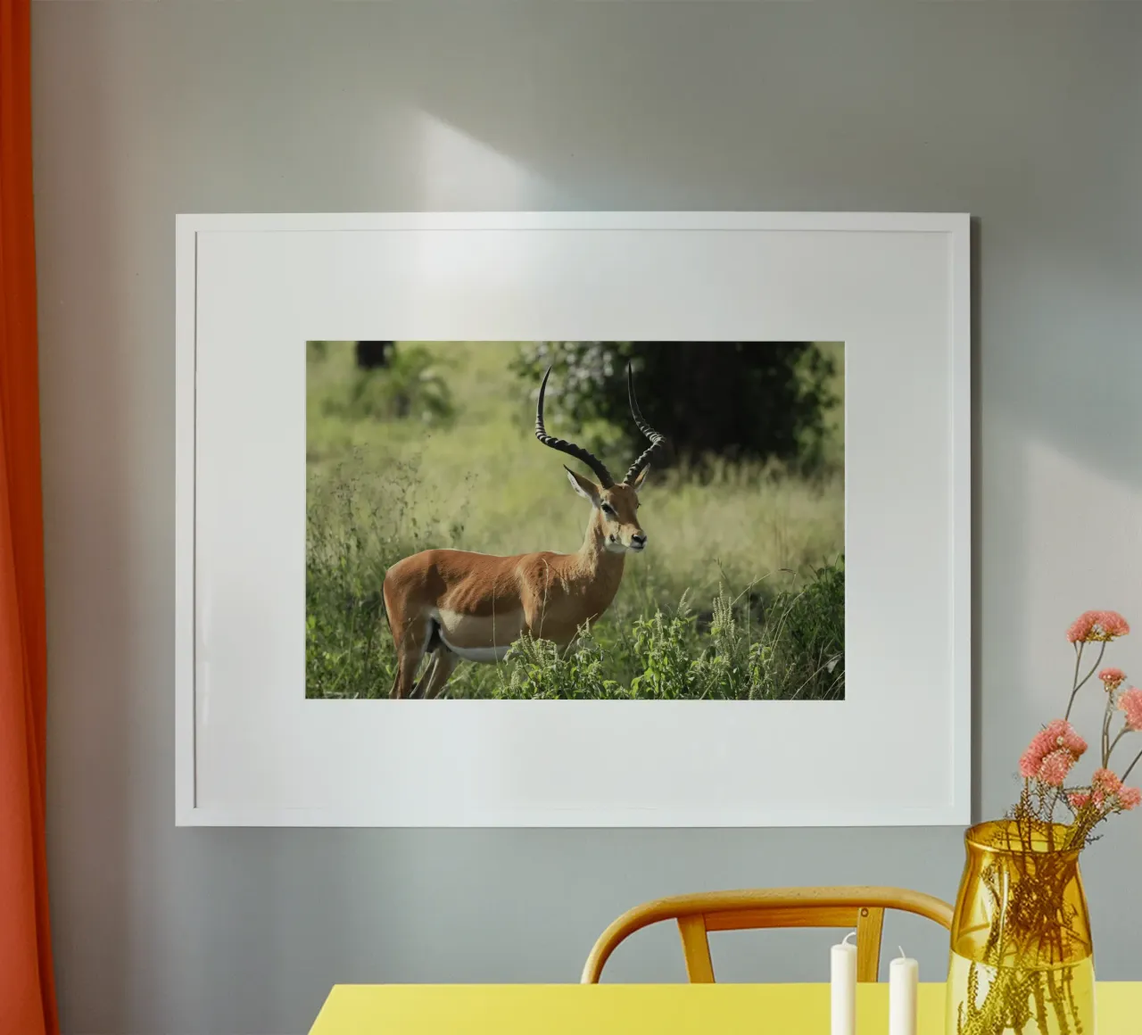 Uno splendido Impala si trova in mezzo a un'erba lussureggiante poster con telaio in alluminio da The Herringstore