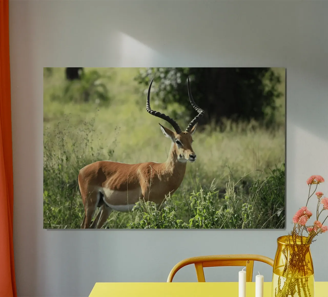 Uno splendido Impala si trova in mezzo a un'erba lussureggiante poster con telaio in alluminio da The Herringstore