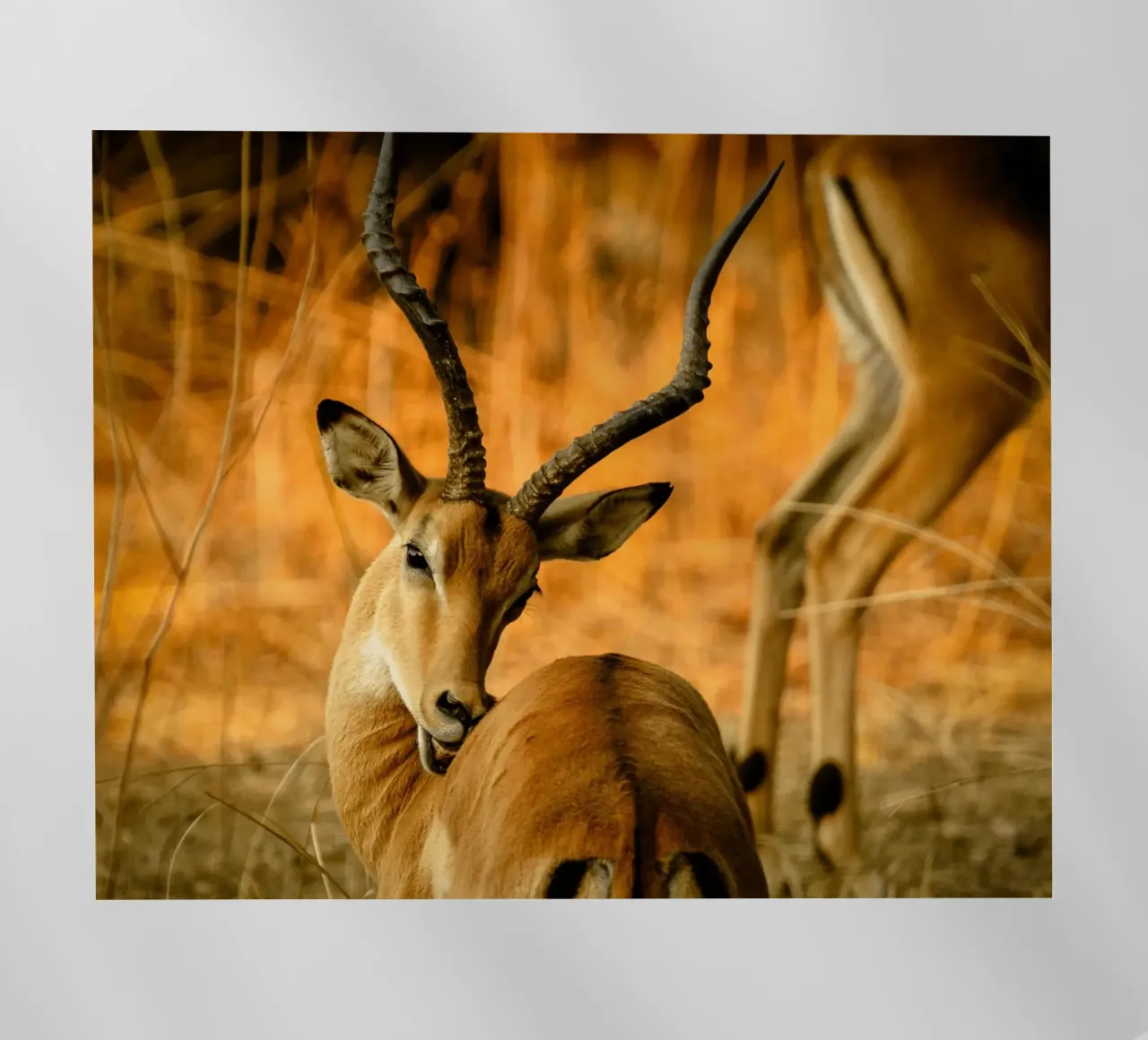 Un bellissimo Impala con corna ricurve pellicola backlit da The Herringstore
