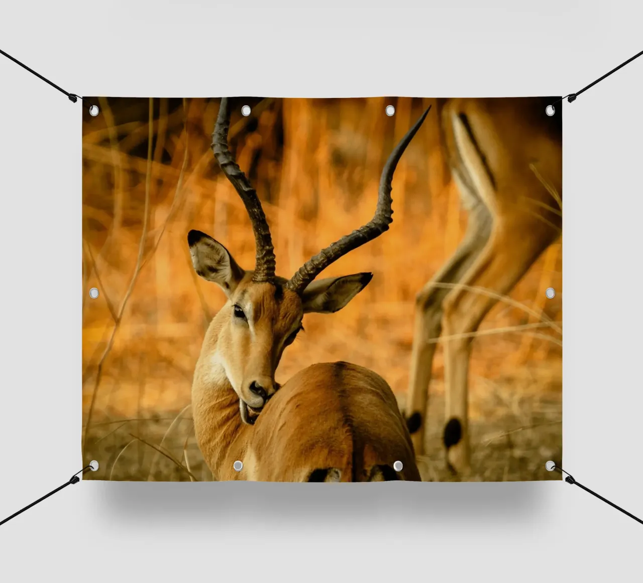 Un bellissimo Impala con corna ricurve telo in pvc da The Herringstore