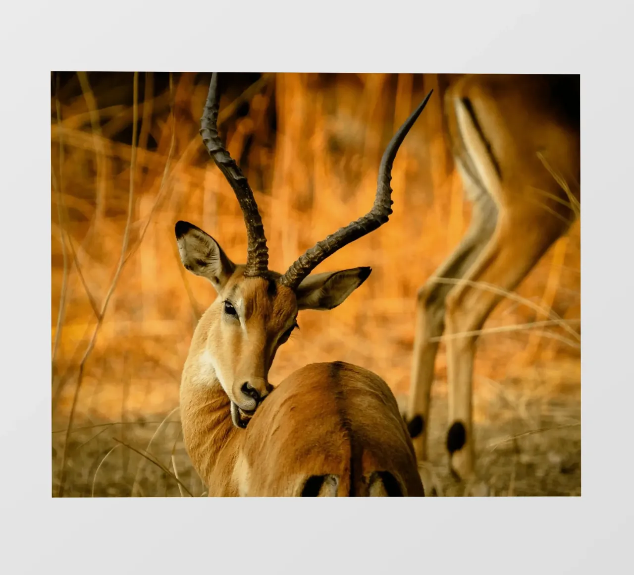 Un bellissimo Impala con corna ricurve telo in pvc da The Herringstore