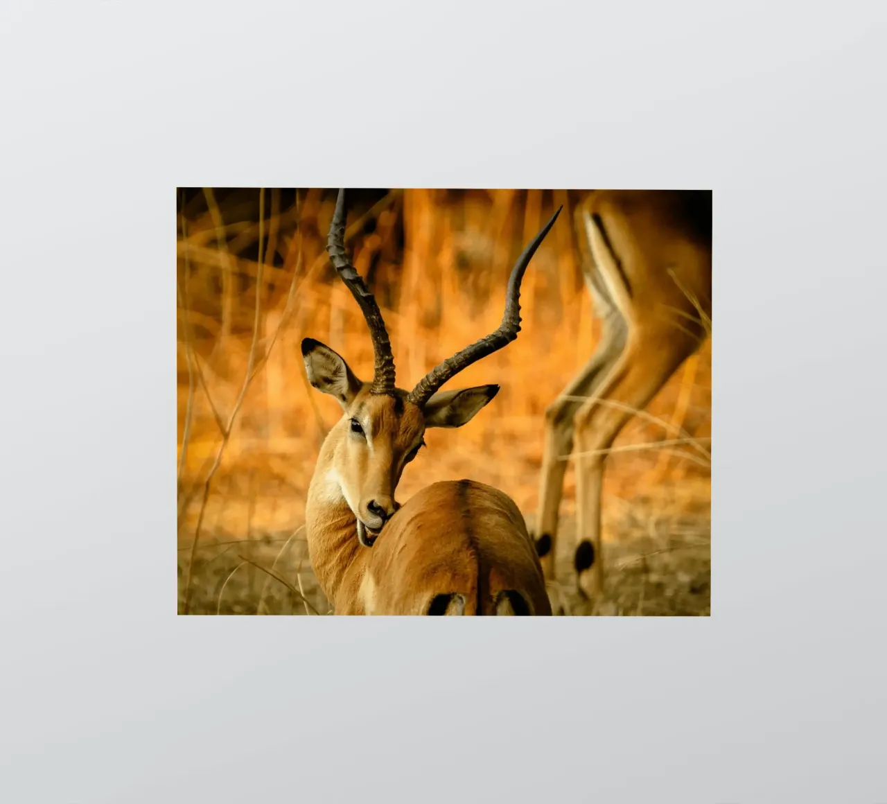Un bellissimo Impala con corna ricurve adesivo da The Herringstore