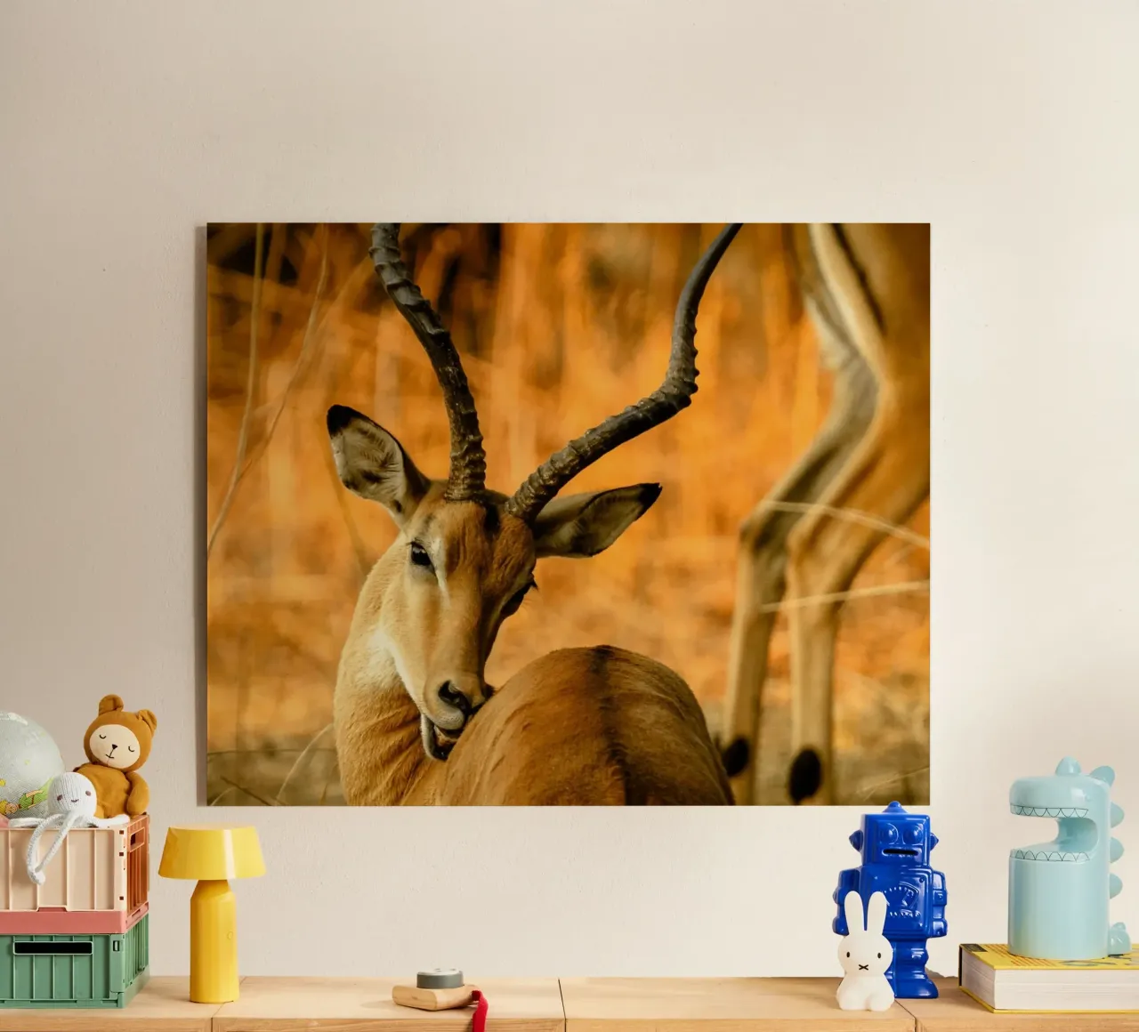 Un bellissimo Impala con corna ricurve plexiglass da The Herringstore