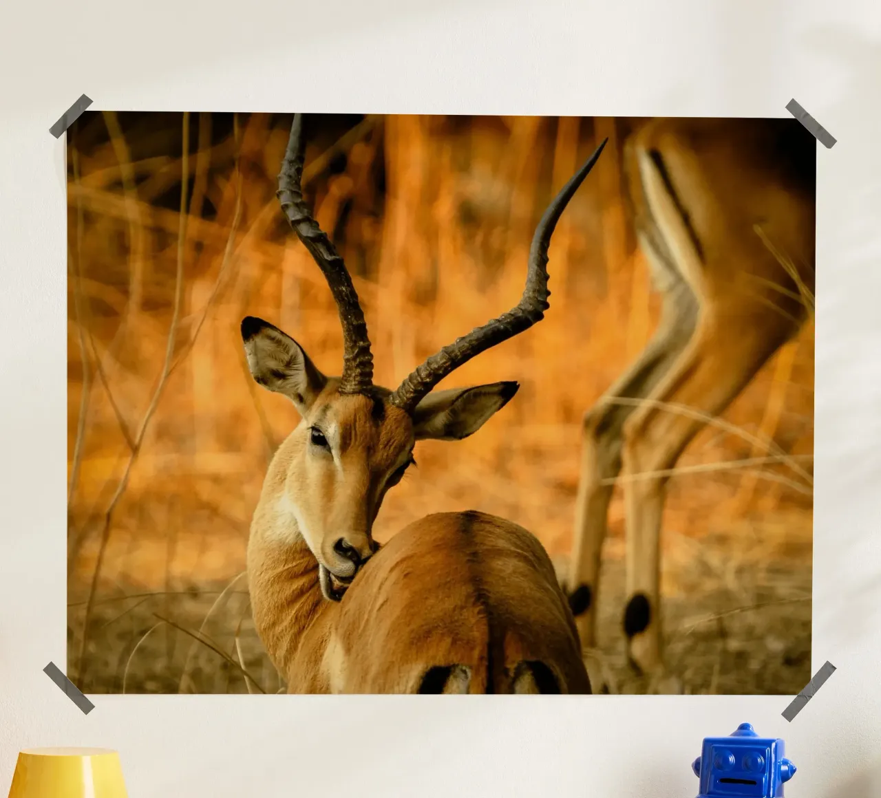 Un bellissimo Impala con corna ricurve carta hahnemühle da The Herringstore