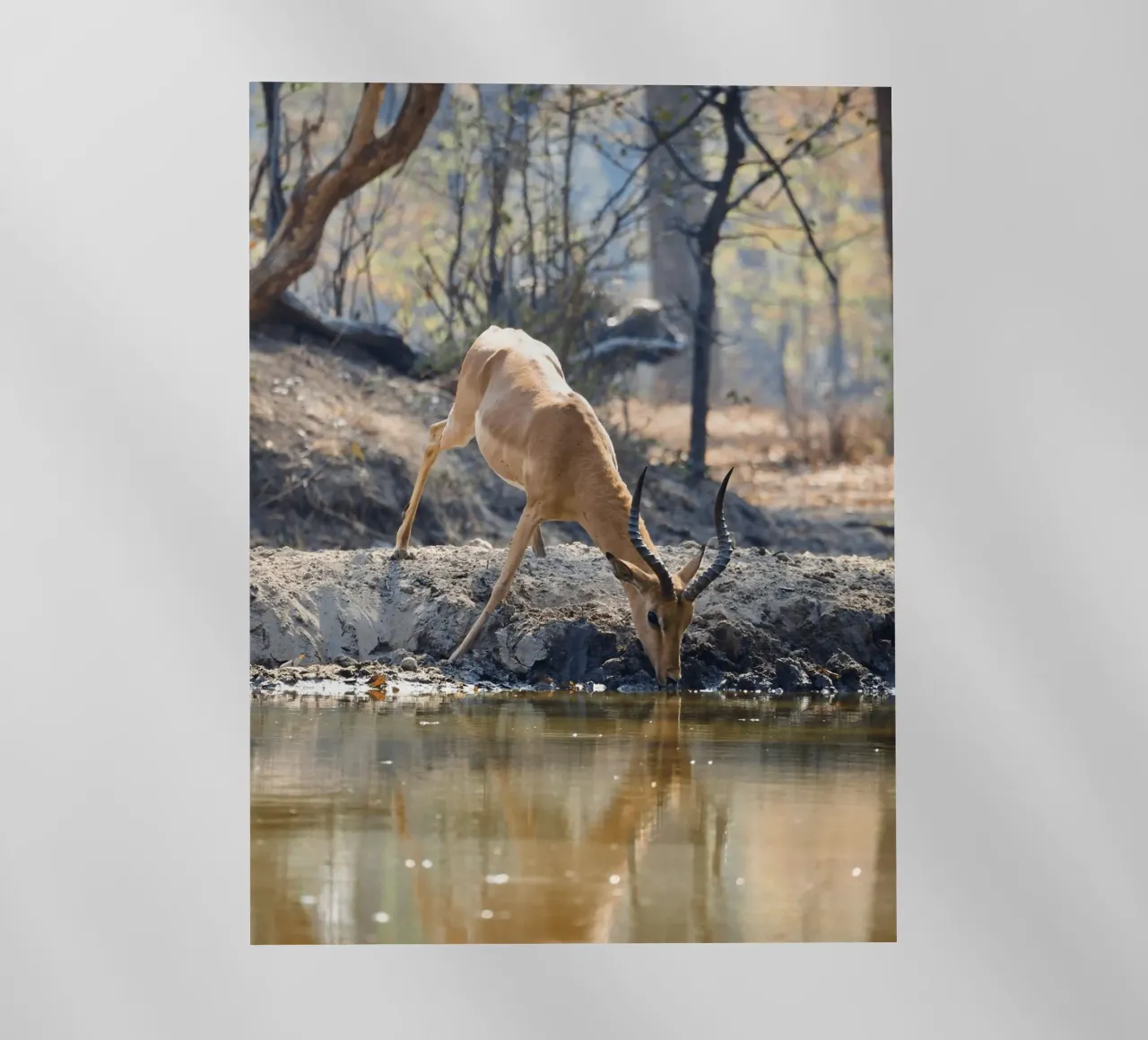 L'antilope beve graziosamente l'acqua pellicola backlit da The Herringstore