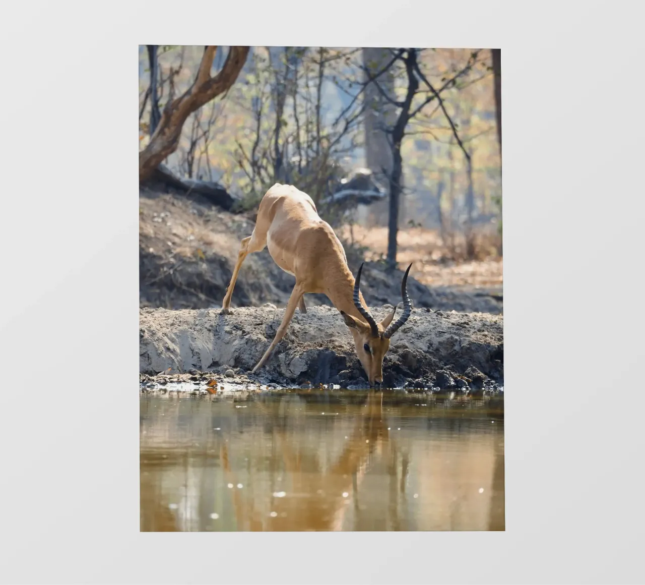 L'antilope beve graziosamente l'acqua pellicola backlit da The Herringstore