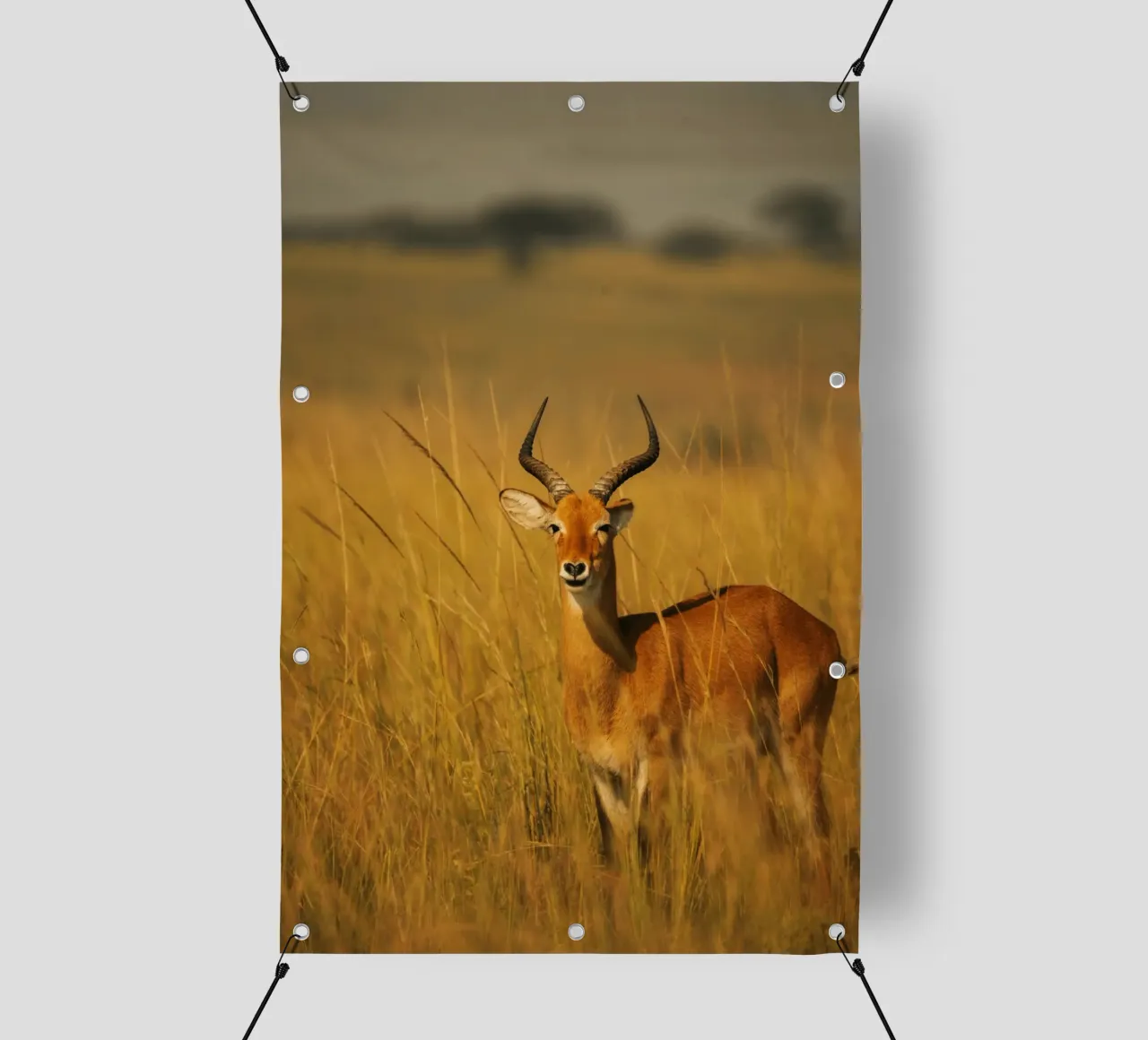 Antilope in piedi tra l'erba alta telo in pvc da The Herringstore