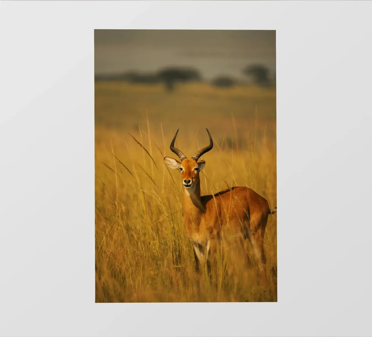 Antilope in piedi tra l'erba alta telo in pvc da The Herringstore