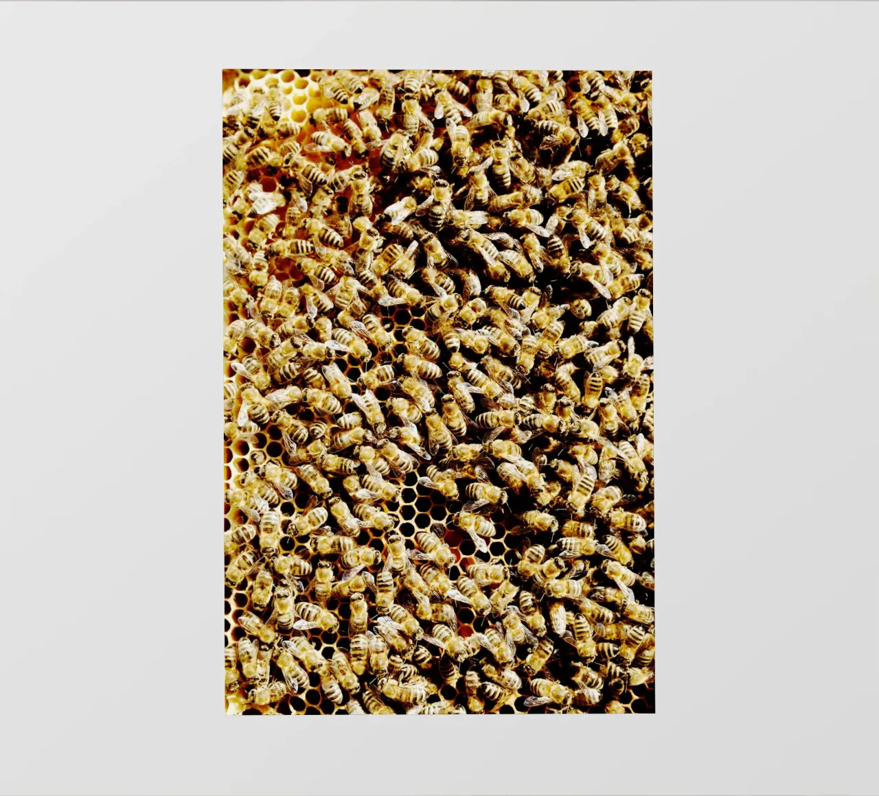 Api in favo (Alta Baviera) telo in pvc da art picture