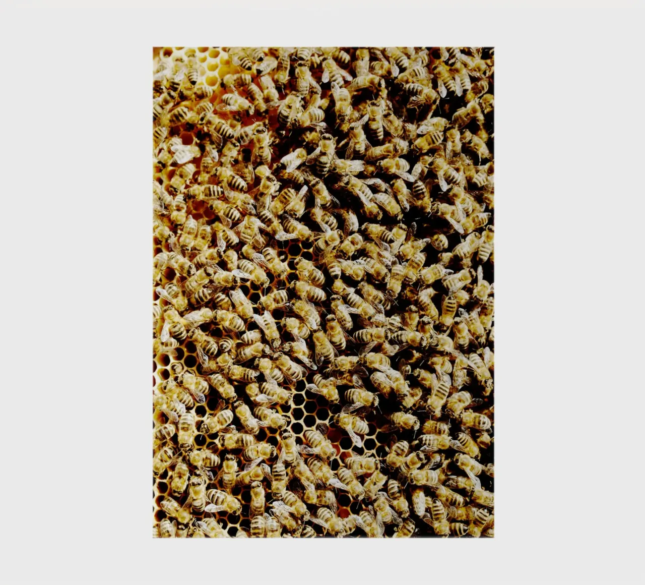 Bienen in Honigwabe (Oberbayern) Notizbuch von art picture