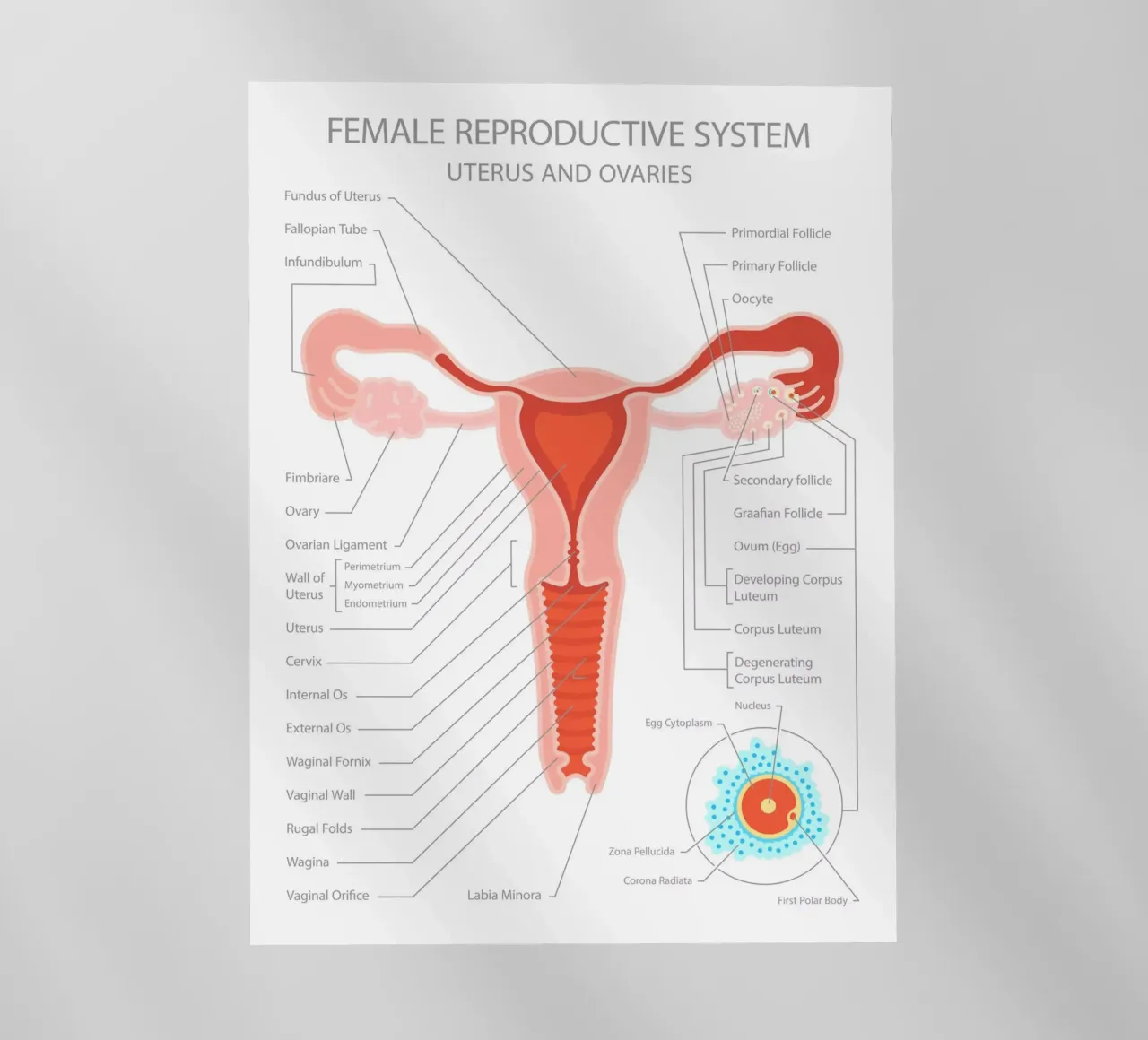 Sistema riproduttivo femminile - Utero e ovaie pellicola backlit da Lidia Blomgren