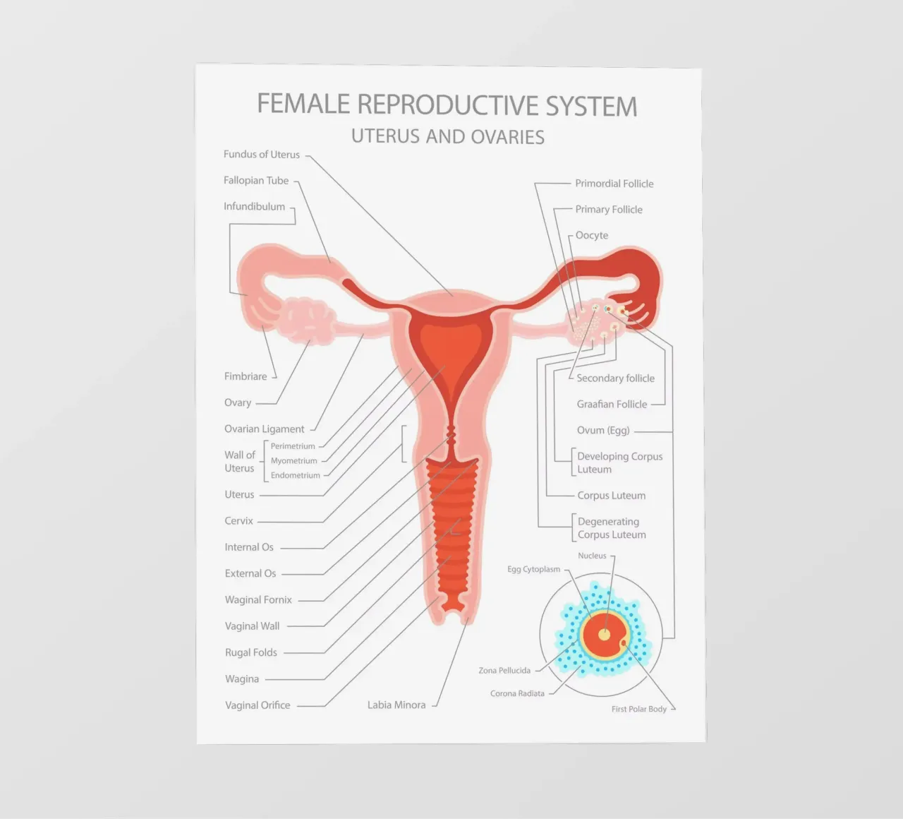 Sistema riproduttivo femminile - Utero e ovaie pellicola backlit da Lidia Blomgren
