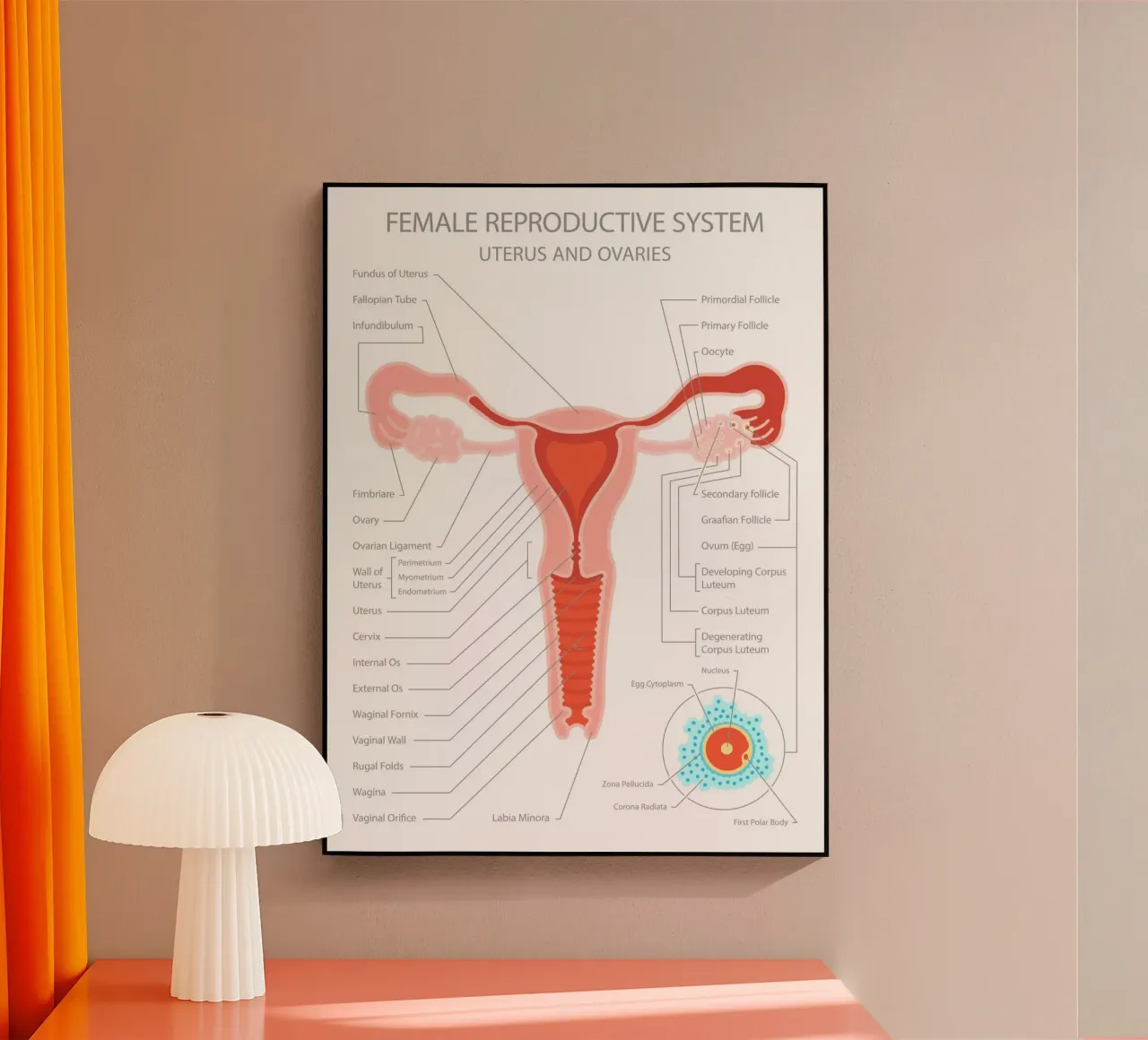 Sistema riproduttivo femminile - Utero e ovaie plexiglass da Lidia Blomgren