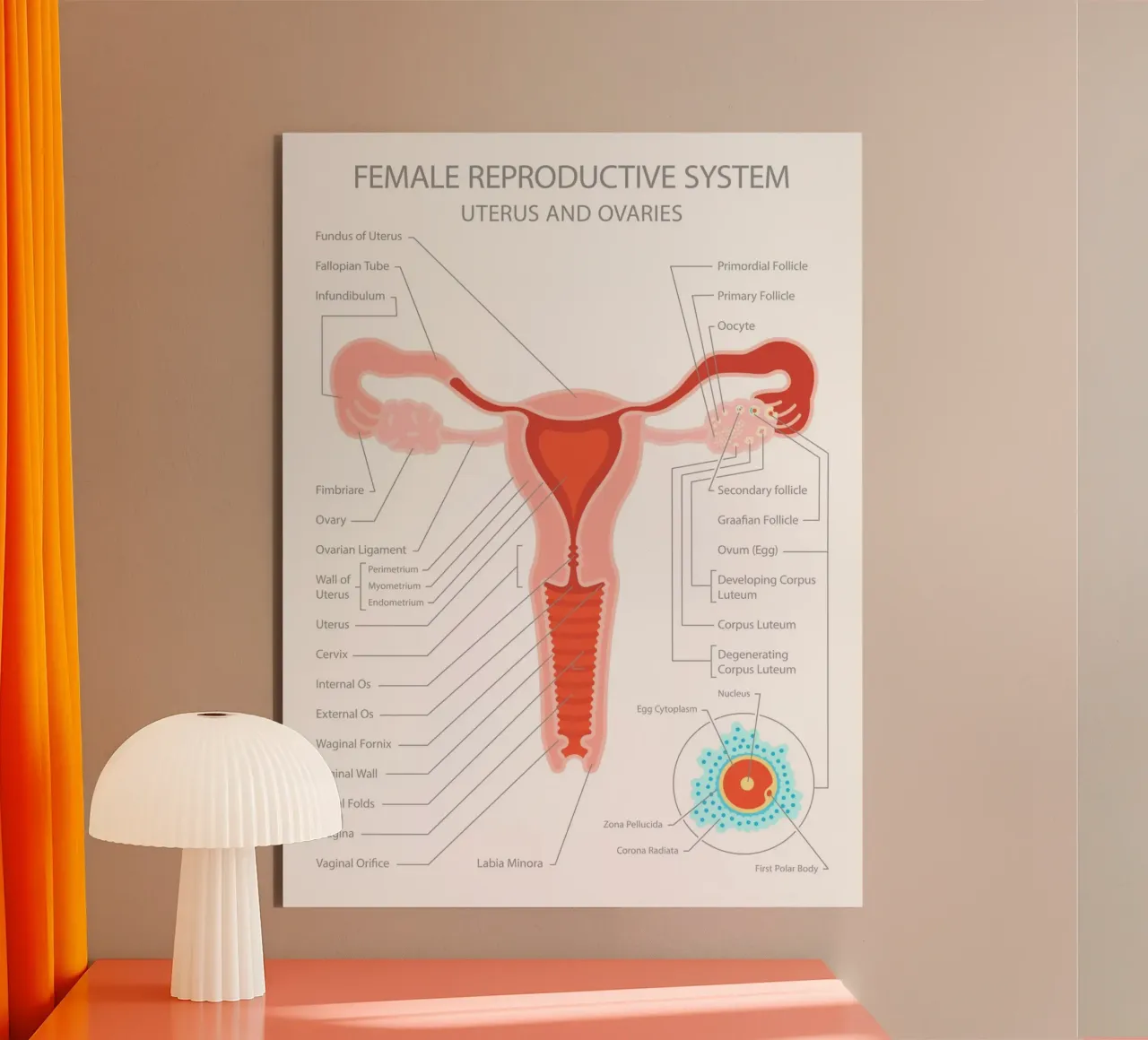 Sistema riproduttivo femminile - Utero e ovaie alluminio dibond da Lidia Blomgren