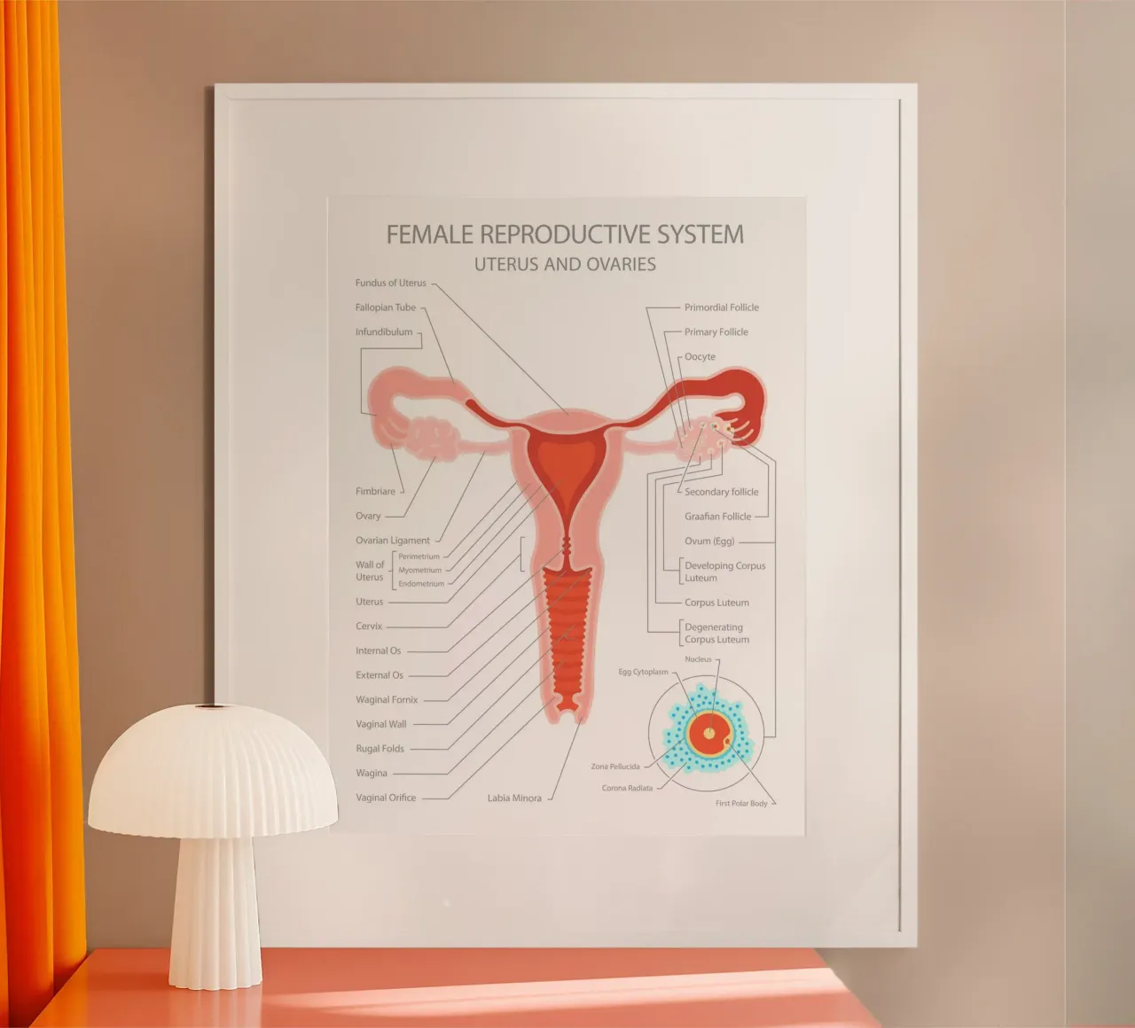 Sistema riproduttivo femminile - Utero e ovaie carta hahnemühle da Lidia Blomgren