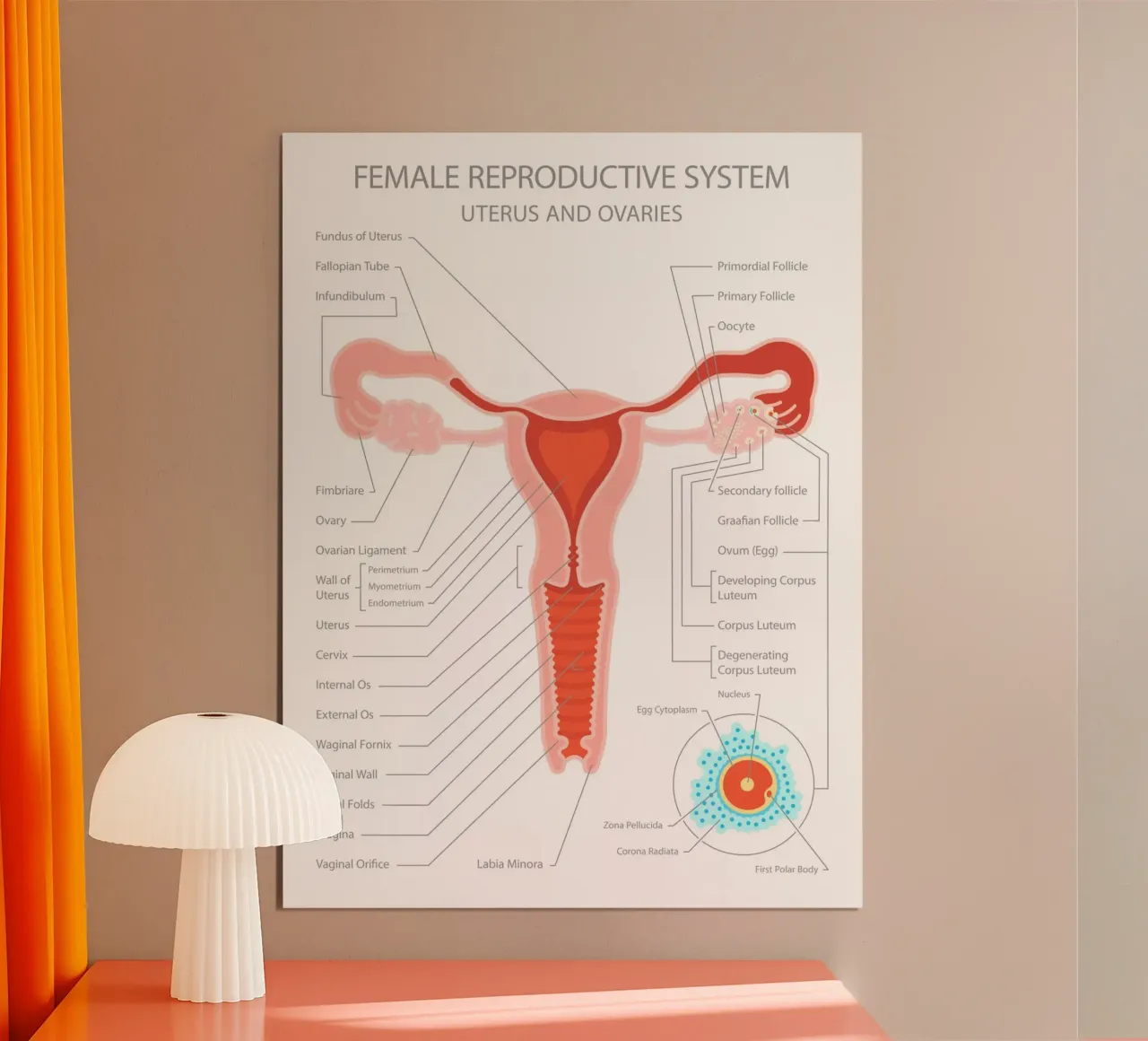 Sistema riproduttivo femminile - Utero e ovaie carta hahnemühle da Lidia Blomgren
