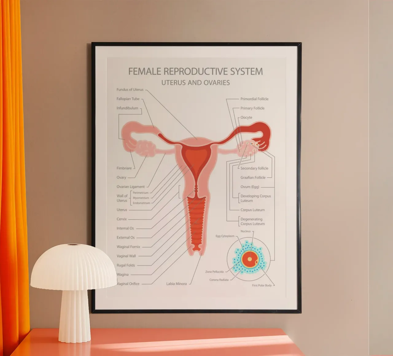 Sistema riproduttivo femminile - Utero e ovaie carta hahnemühle da Lidia Blomgren
