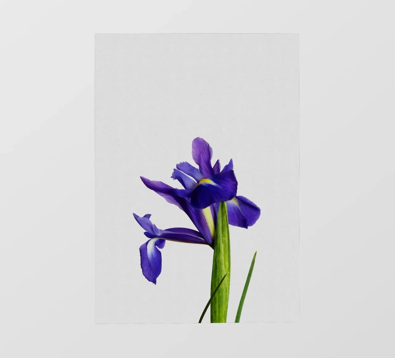 Natura morta di iris telo in pvc da Orara Studio
