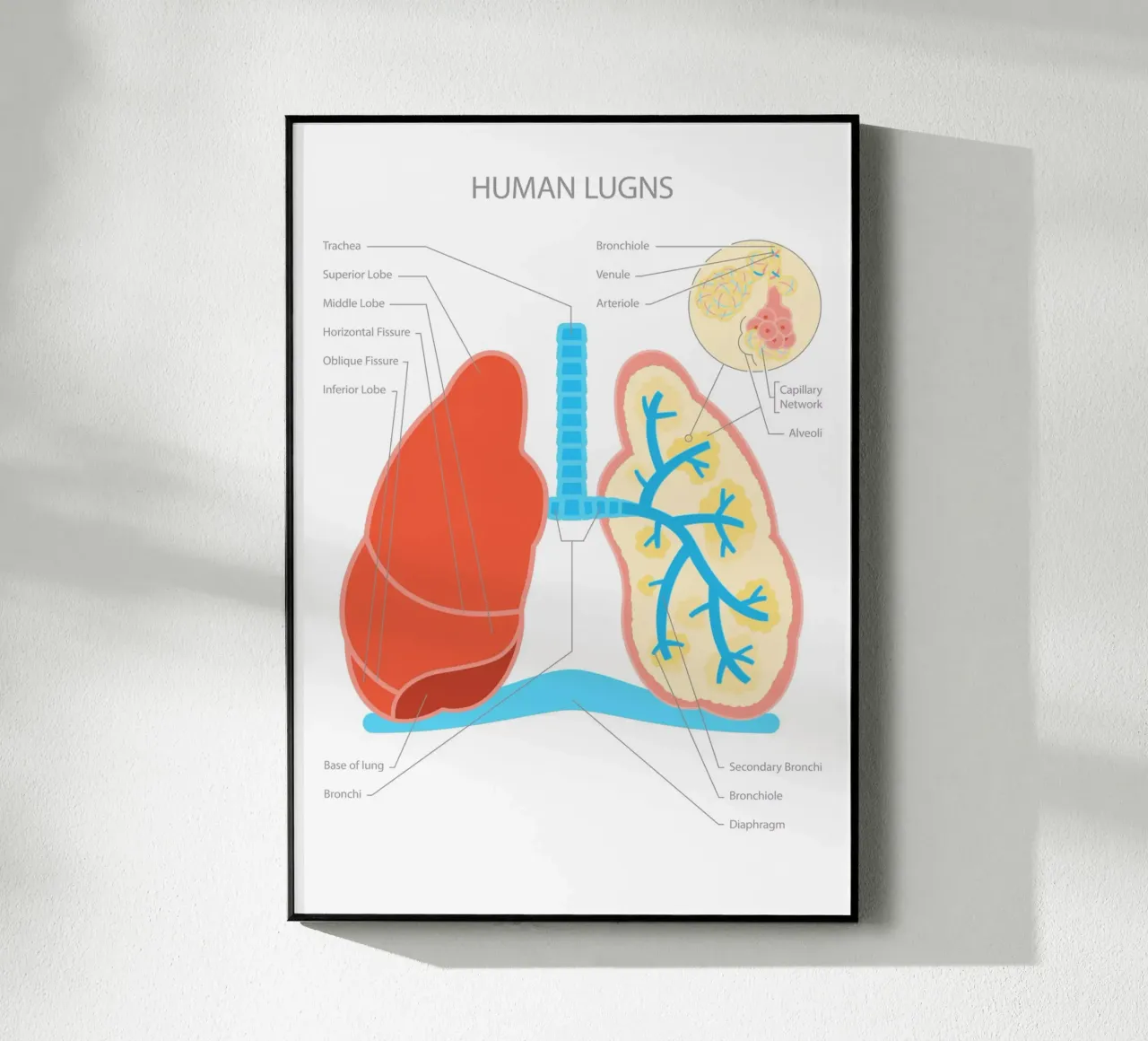 Human Lungs plexiglass da Lidia Blomgren