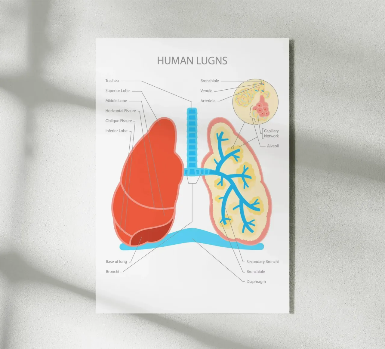 Human Lungs plexiglass da Lidia Blomgren