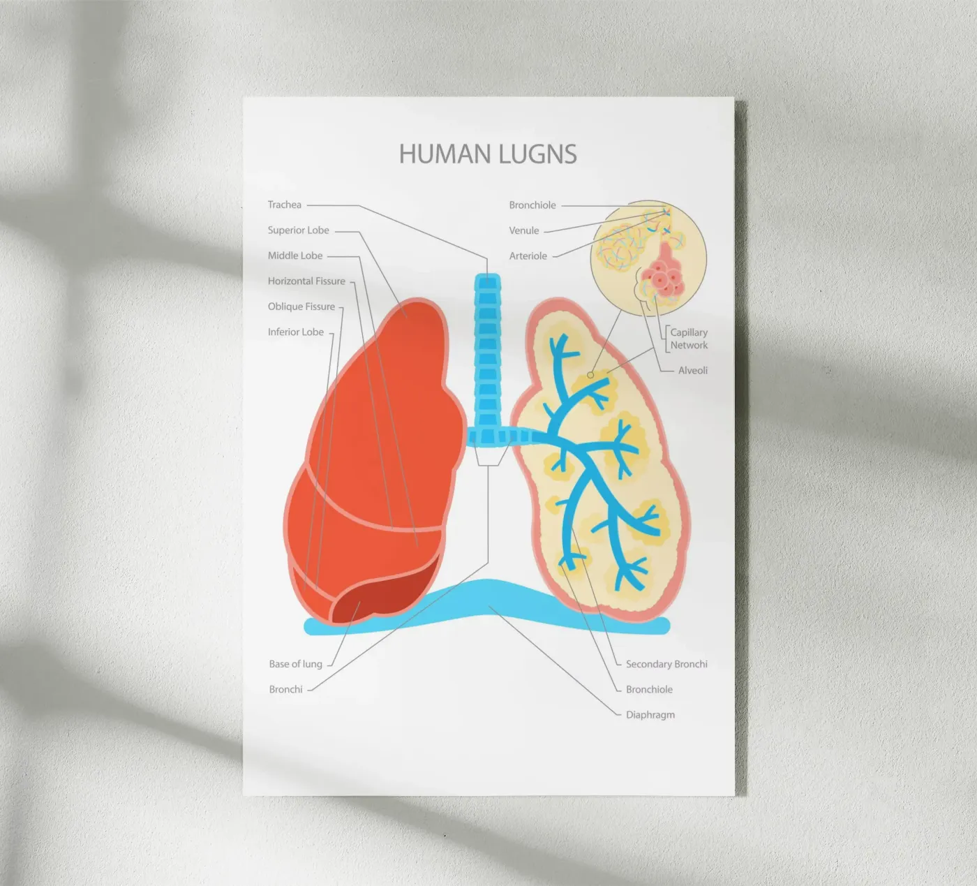 Human Lungs acrylic glass by Lidia Blomgren