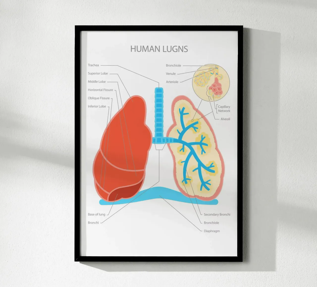 Human Lungs poster da Lidia Blomgren