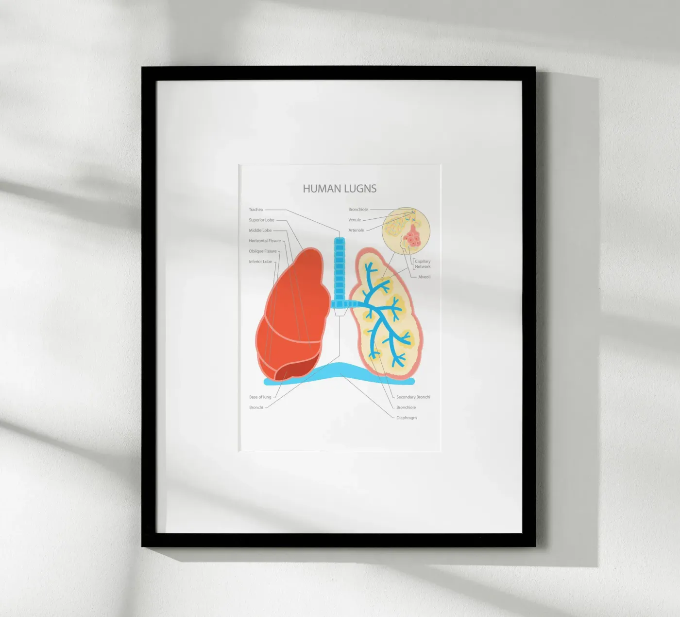 Human Lungs poster da Lidia Blomgren