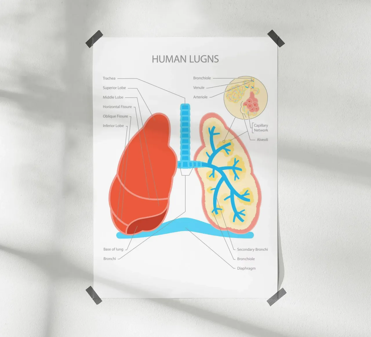 Human Lungs poster da Lidia Blomgren