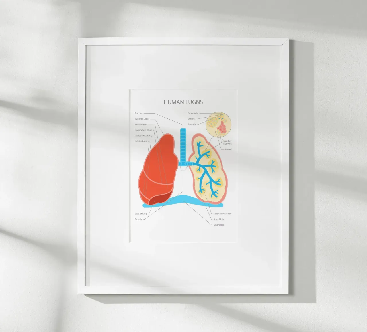 Human Lungs poster da Lidia Blomgren