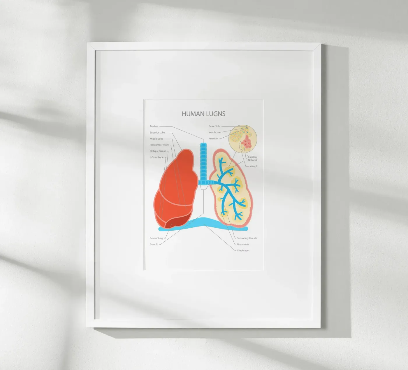 Human Lungs poster da Lidia Blomgren