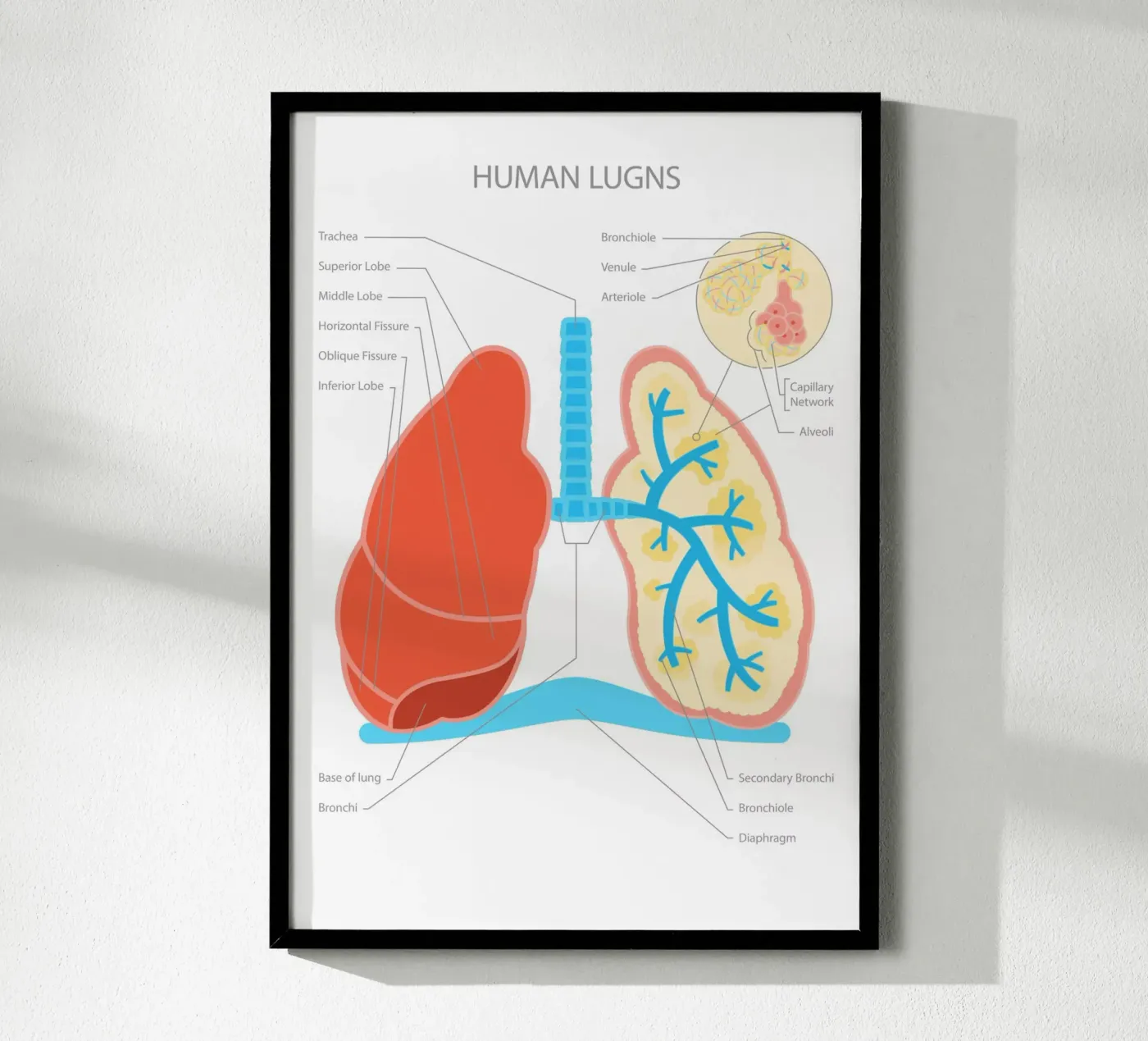 Human Lungs poster da Lidia Blomgren