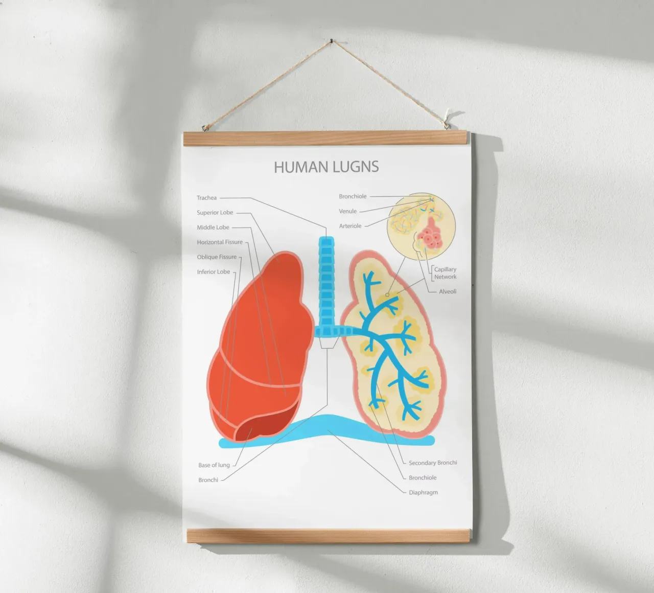 Human Lungs poster da Lidia Blomgren