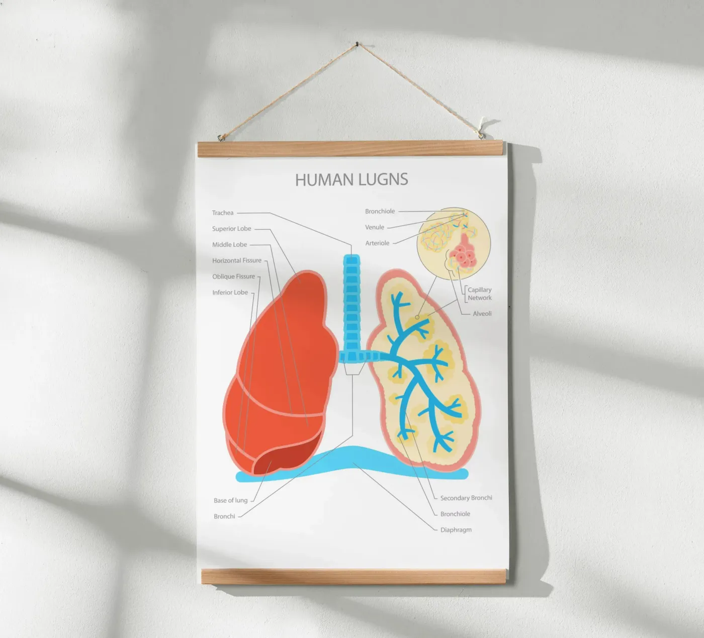 Human Lungs poster da Lidia Blomgren