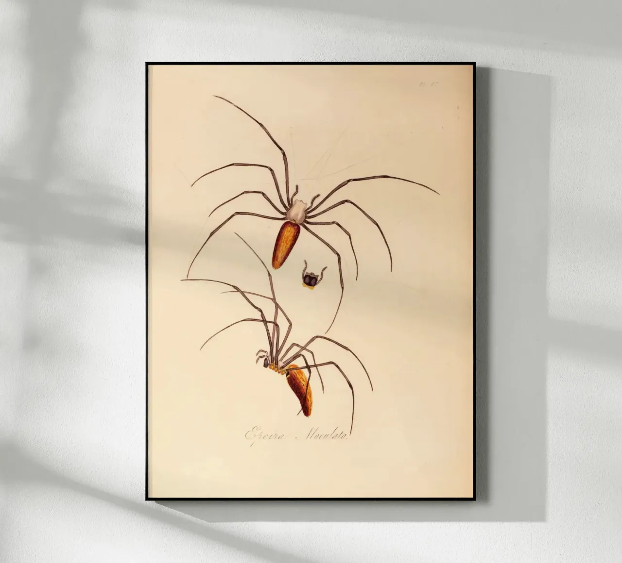 creepos plexiglass da vintagebotanics