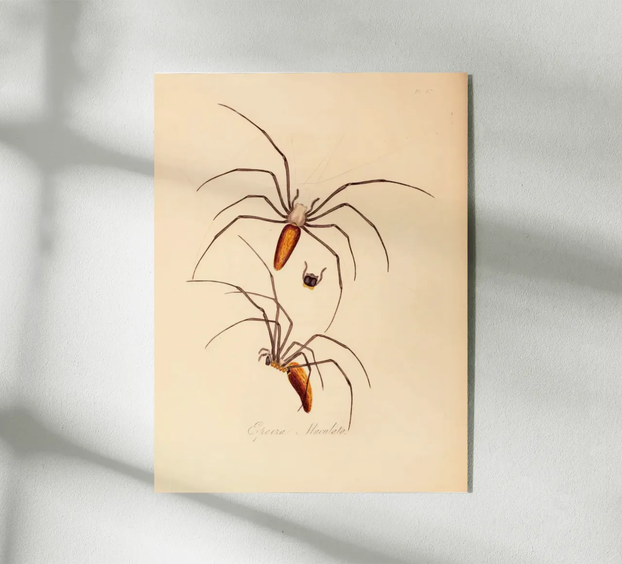 creepos plexiglass da vintagebotanics