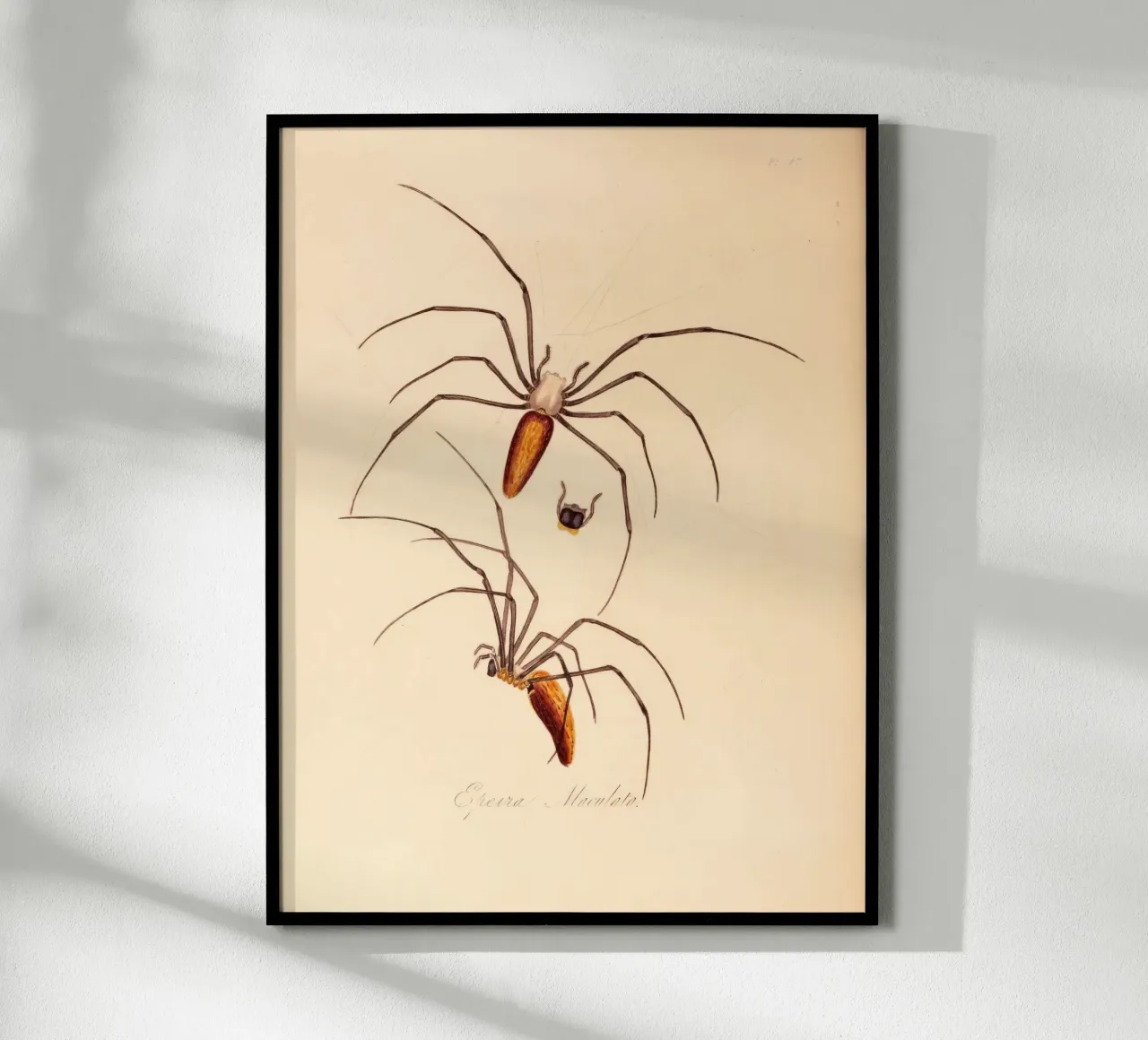 creepos poster da vintagebotanics