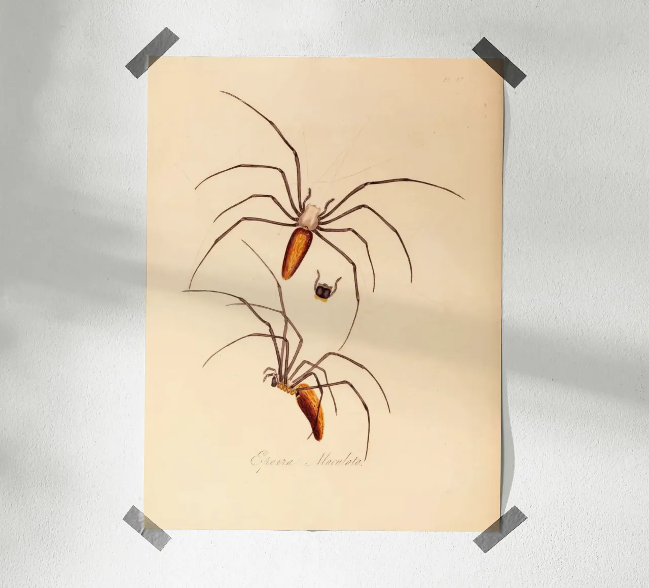 creepos poster da vintagebotanics