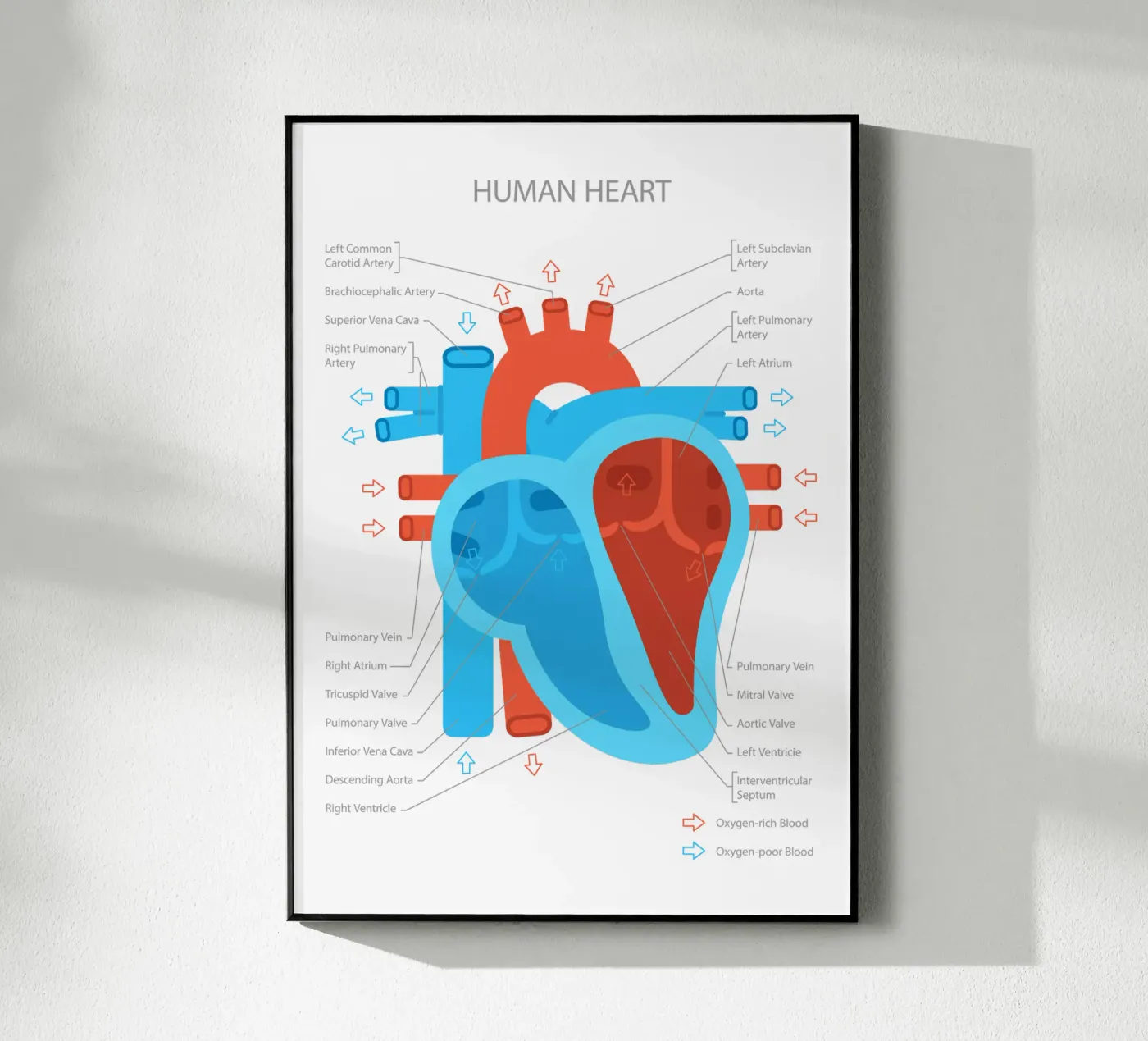 Human Heart plexiglass da Lidia Blomgren