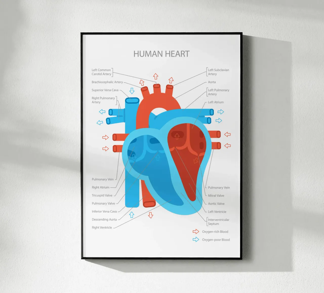 Human Heart plexiglass da Lidia Blomgren
