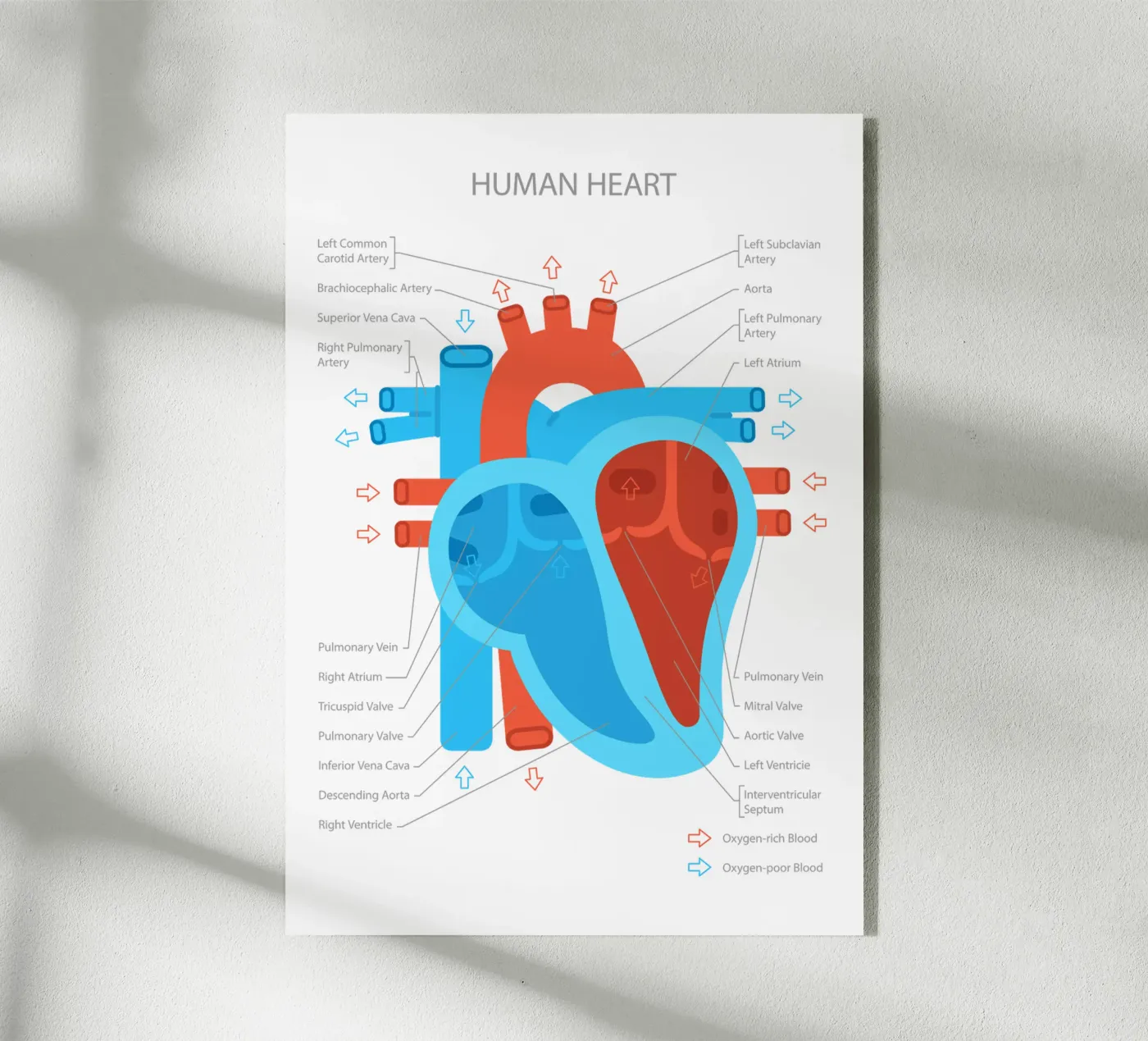 Human Heart plexiglass da Lidia Blomgren