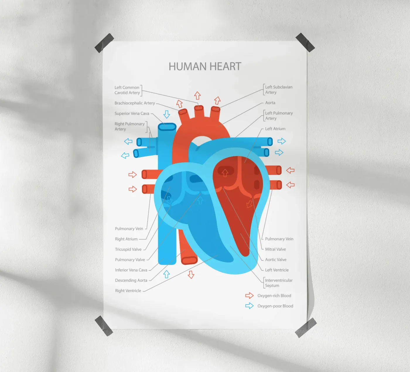 Human Heart poster da Lidia Blomgren