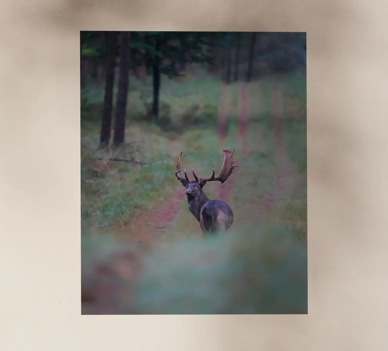 Maschio di daino pellicola backlit da Tom's Wildlife