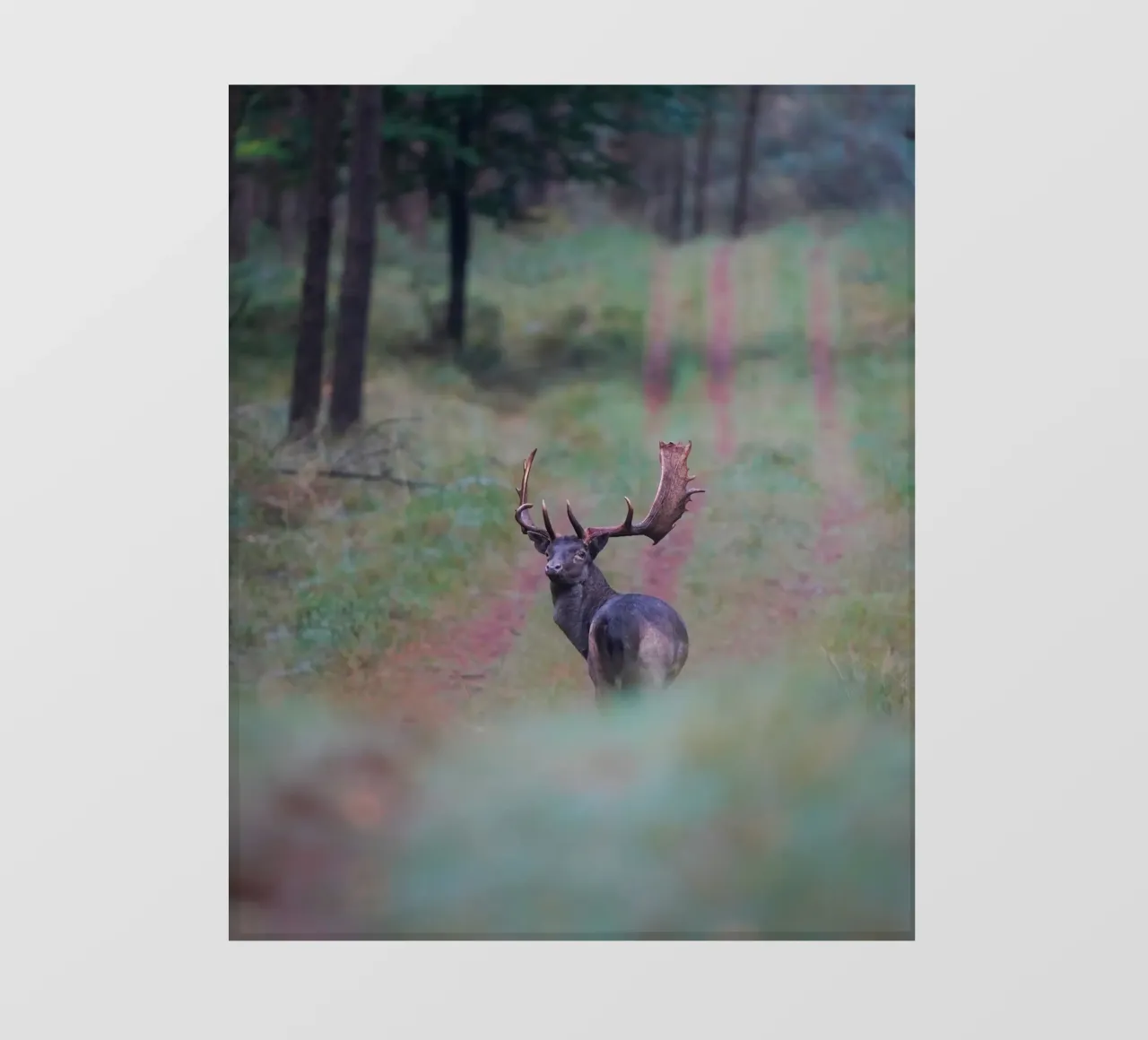 Maschio di daino pellicola backlit da Tom's Wildlife