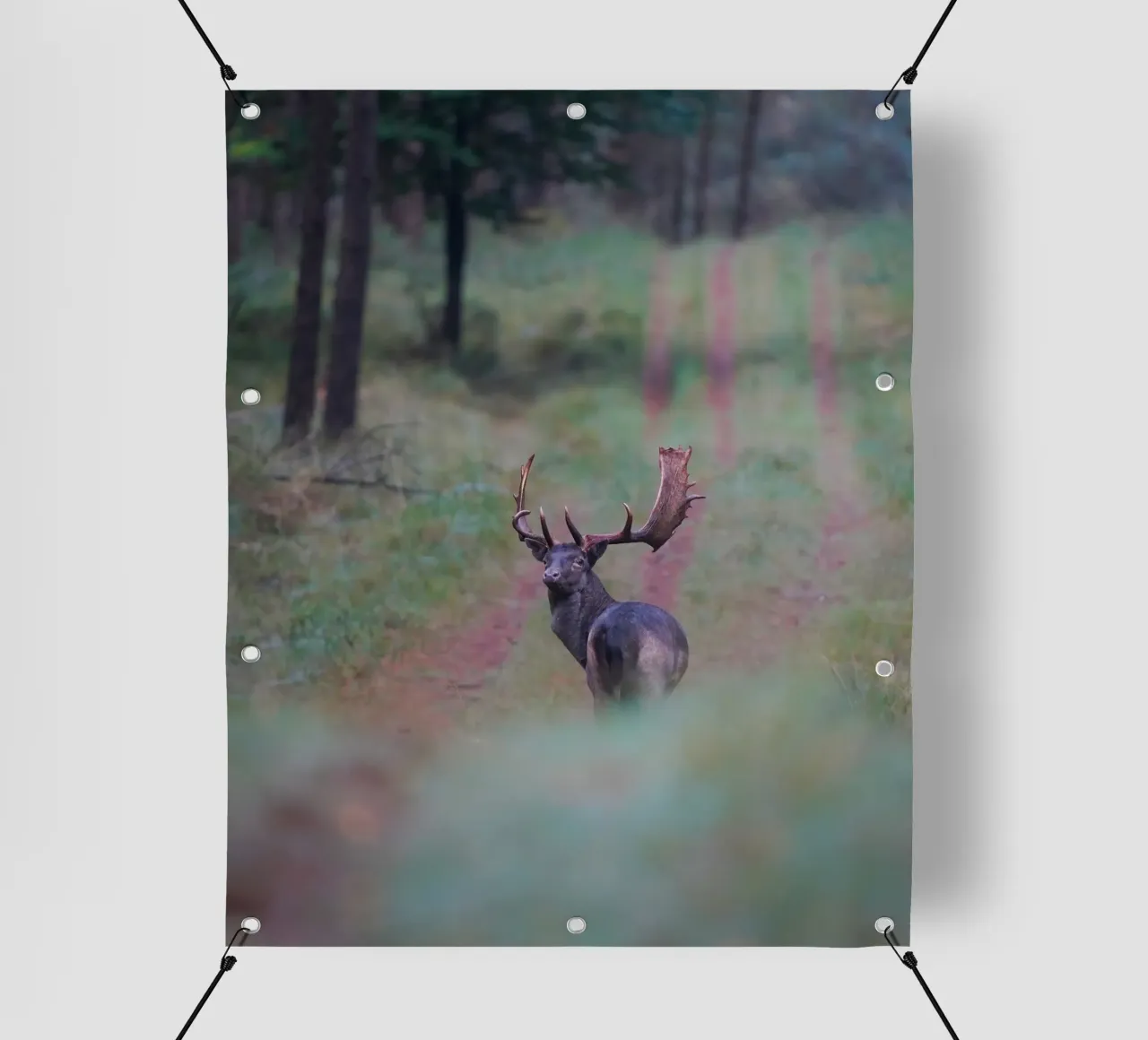 Maschio di daino telo in pvc da Tom's Wildlife